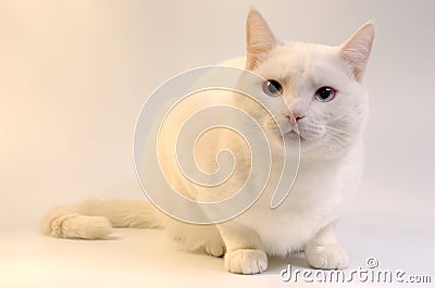 Gato blanco con los ojos azules.