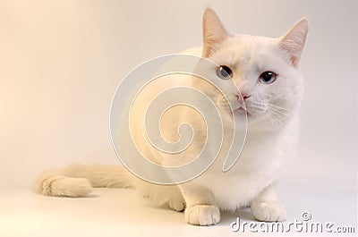 Gato blanco con los ojos azules. Gato blanco con los ojos azules.