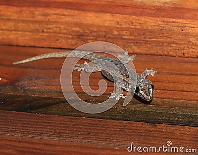 Gecko eating dragonfly,honduras, lizard