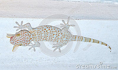 Gecko Gekkonidae