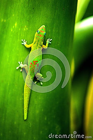 Gecko Reunion Island