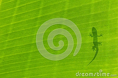 Gecko Silhouette