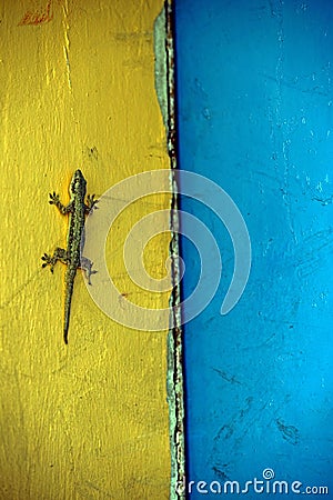 Gecko on a wall
