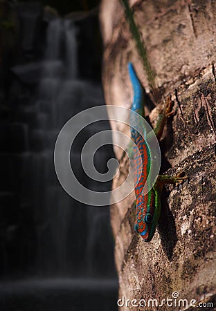 Gecko at waterfalls