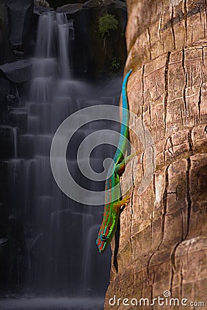 Gecko at waterfalls