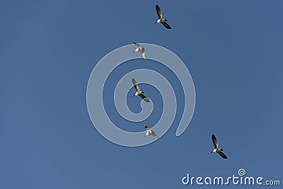 Geese Flying With Deep Blue Sky Background