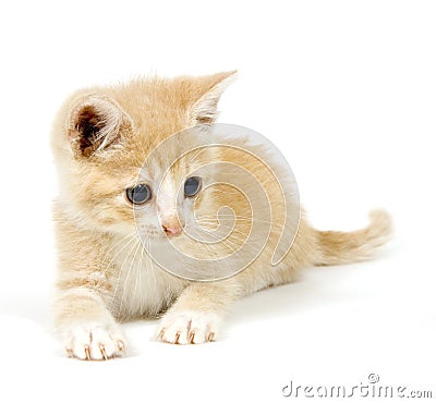 http://thumbs.dreamstime.com/x/gelbe-katze-die-auf-wei%C3%9Fem-hintergrund-2-stillsteht-1198660.jpg