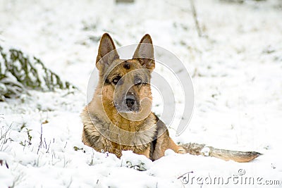 Gemany Sheep-dog