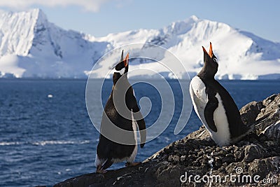 Genntoo Penguins doing a Mating Call