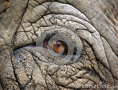 Gentle Elephant eye