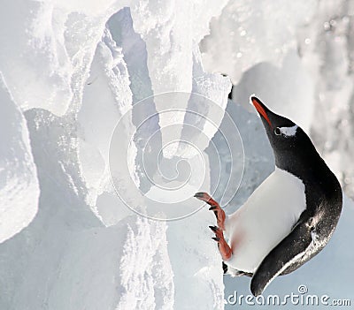 Gentoo on the edge