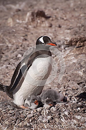 Gentoo penguin in Antarctica