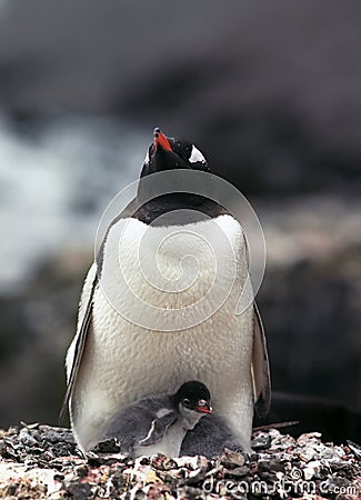 Gentoo penguin with chick