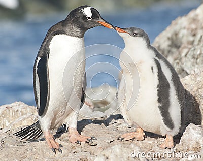 Gentoo penguin chick feeding.