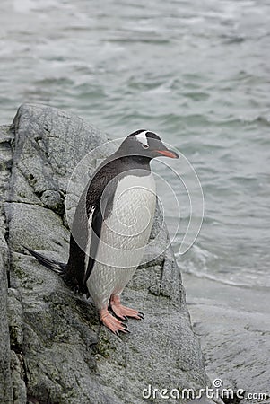 Gentoo penguin on coastal rocks.