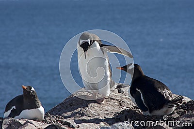 Gentoo penguin colony, antarctica