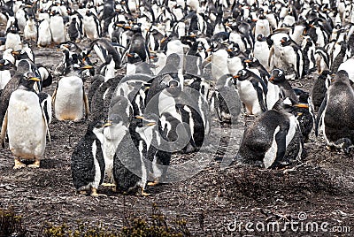 Gentoo Penguin Colony