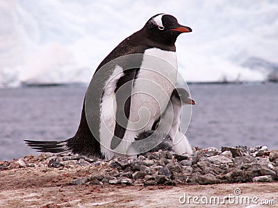 Gentoo penguin with its chick