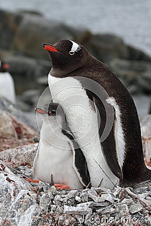 Gentoo penguin parent with young, Antarctica