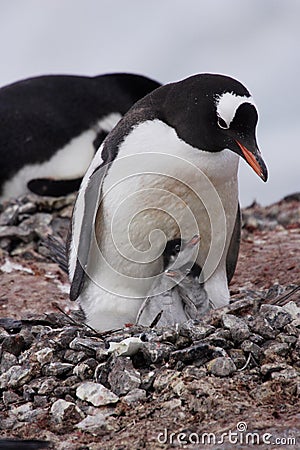 Gentoo Penguin with Two Chicks