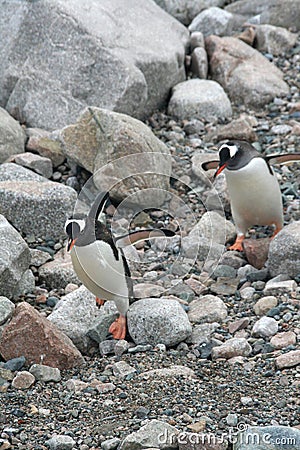 Gentoo penguins,hopping over rocks to the beach,