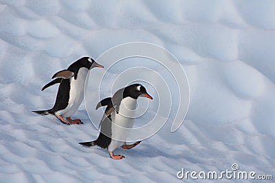Gentoo Penguins on an iceberg, Antarctica