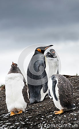 Gentoo Penguins and King Penguin