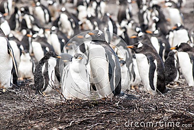 Gentoo Penguins - Mother with chick