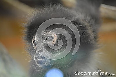 Geoffroys spider monkey (Ateles geoffroyi)