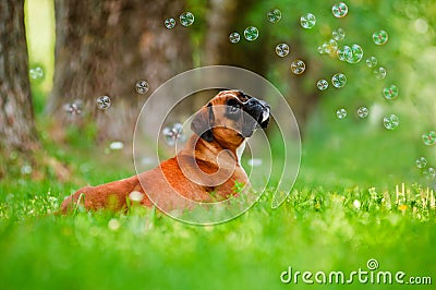 German boxer dog portrait with soap bubbles