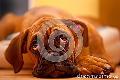 German boxer - sad puppy dog
