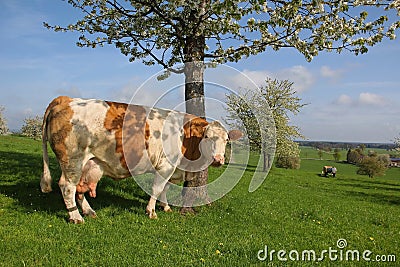 German dairy cow and blooming cherry tree