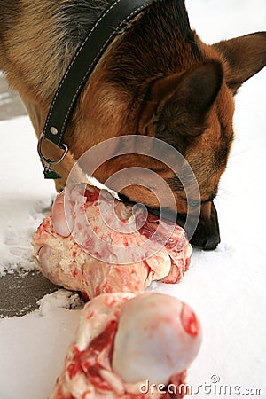 German Shepherd Dog ( Alsatian ) eating bone.
