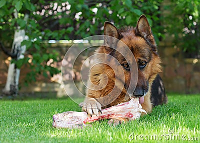 German shepherd dog chewing on a bone in garden