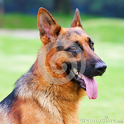 German shepherd dog portrail