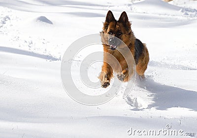 German Shepherd Dog on the snow !