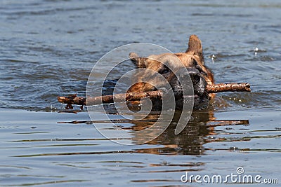 The German Shepherd dog is swimming
