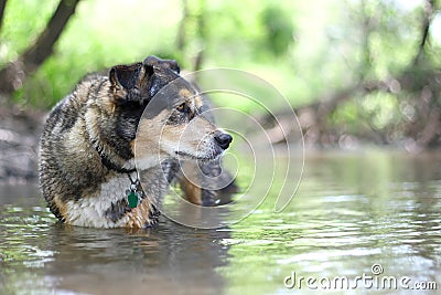 German Shepherd Mix Dog Swimming in River in Forest