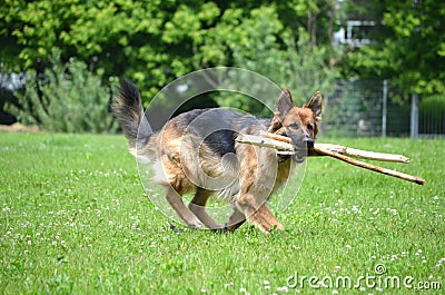 German shepherd with stick