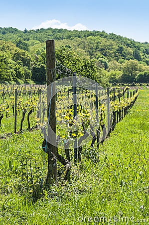 German vineyard in springtime