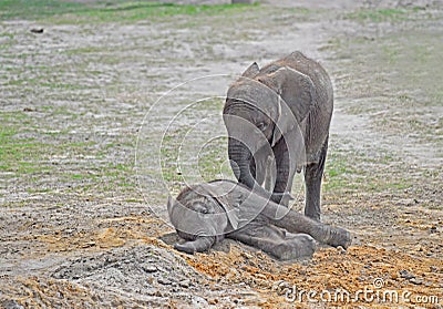 Get up and play seems to be what the bigger calf is saying.