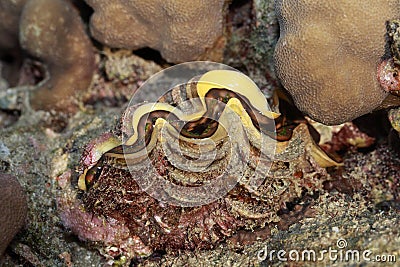 Giant clam in the Red Sea,in phuket thailand.