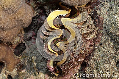 Giant clam in the Red Sea,in phuket thailand.