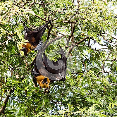 Giant fruit bat
