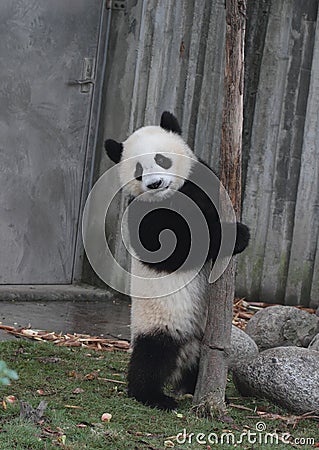 Giant panda bear (cub) Stand back to laugh