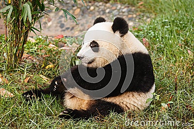 Giant panda bear sits eating greens