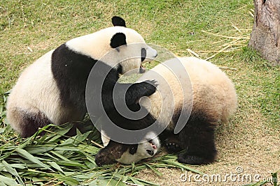 Giant panda bears (Ailuropoda Melanoleuca) rolling