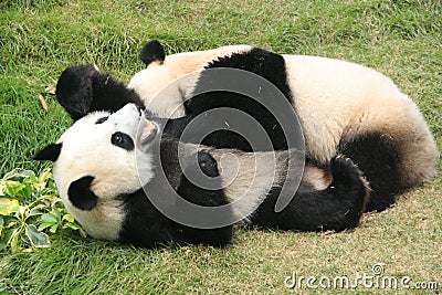 Giant Panda Bears Rolling Together