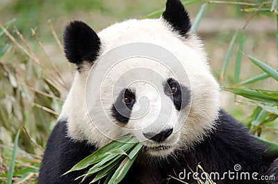 Giant Panda eating bamboo, Chengdu, China