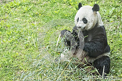 Giant panda while eating bamboo